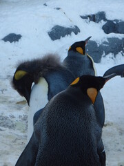 ペンギン