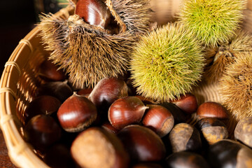 秋の味覚・ザルに入れられたイガ栗（右）