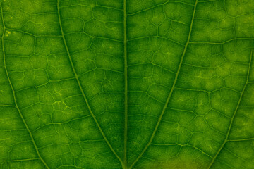 Fototapeta na wymiar Background macro green leaf