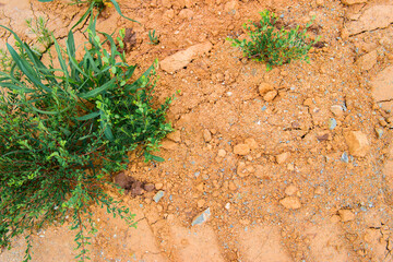 Dry soil texture and background. Green grass. Red soil background. Abstract ground. Natural abstraction. Clay. Ocher. Red sands