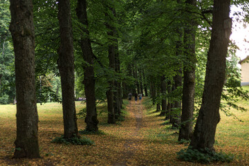 Fototapeta premium Sandy path among trees. Public park during summer in sunlight with wooden bench, beautiful willow trees alley and sandy path