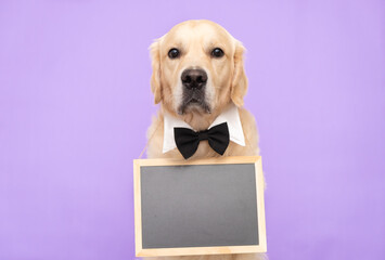 The dog is holding a black sign with place for text. Golden Retriever sits on a purple background...