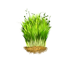 Digital art illustration of Wheatgrass, Triticum aestivum isolated on white background. Organic healthy food. Green fresh grass vegetable. Hand drawn plant closeup. Graphic design clip art element