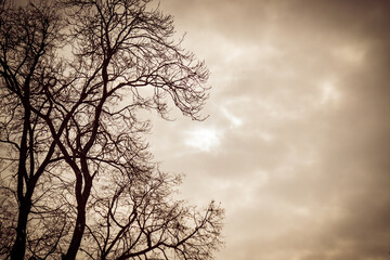 Monochrome sepia image of bare trees against a cloudy sky in late autumn