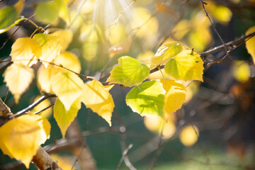 bright colorful leaves in autumn in sunlight