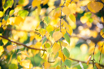 bright colorful leaves in autumn in sunlight