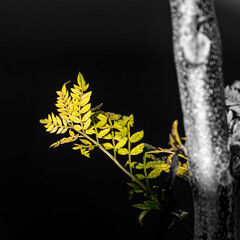 Young leave growing on a jacaranda tree in early spring, in Adelaide, Australia