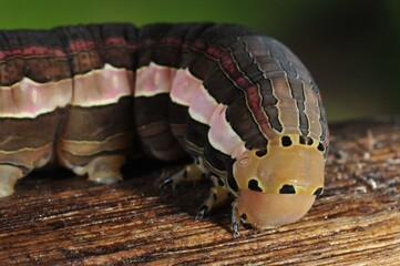 Oruga de mariposa en Tortuguero (Costa Rica)