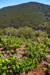 Fototapeta na wymiar Ribeira sacra terrace vineyards and Sil river canyon in Galicia