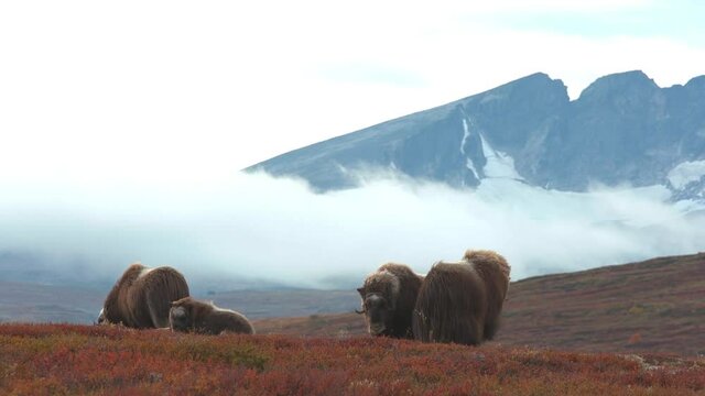 musk ox herd animal standing distant view late evening backlit mountain scenery dovrefjell norway