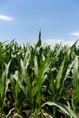 Close up of corn plants on a cornfield. Agriculture plants, growing in summer. Sunny day