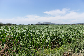 Landscape of a cornfield with a view of the castle of Montgrí, in the city of Estartit in Catalonia, Spain