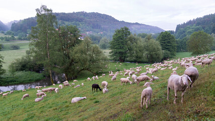 Fototapeta na wymiar Weide, Ziegen und Schafe