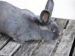 Graues Kaninchen Blauer Wiener auf Holz neugierig schnuppern