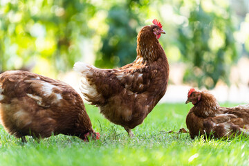 Rooster and chickens in the farmyard