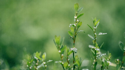 green grass with blurred green background