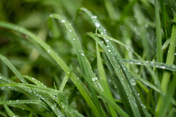 Fototapeta na wymiar raindrops on green grass, wallpaper, minimalism