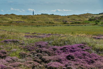 Texel, Netherlands. September 2021. Flowering heather on the island of Texel. - obrazy, fototapety, plakaty