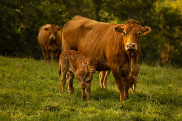 Aubrac cattle France