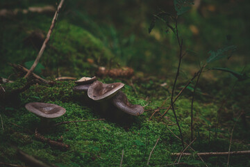 
Wild Northern purple-colored milk-cap mushroom Lactarius trivialis in Latvia dark forest moss 