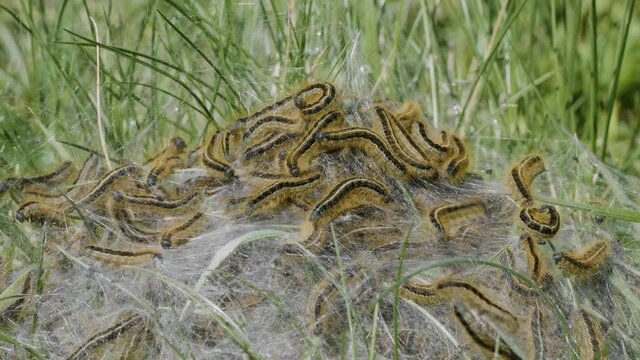 North Caucasus. The colony of the ground lackey (Malacosoma castrense) butterfly caterpillars.