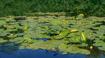 A pond with blooming water lilies . Beautiful nature.