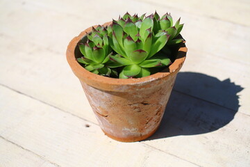 Sempervivum