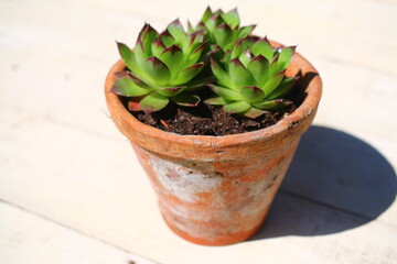 Sempervivum