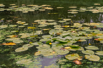 A pond with blooming water lilies . Beautiful nature.