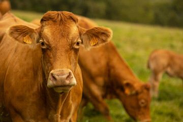 Aubrac cattle France