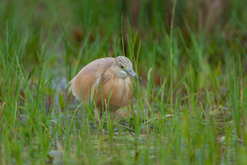 Squacco Heron (Ardeola ralloides) hunting on the grass