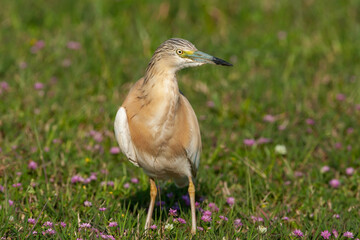 Fototapeta premium Squacco Heron (Ardeola ralloides) hunting on the grass