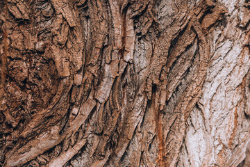 Old tree bark close up