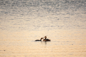 Two Great Crested Grebes swim in the lake