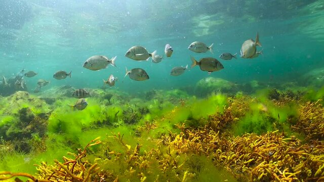 Underwater shoal of sea breams fish with algae in shallow water, Atlantic ocean, Spain, Galicia