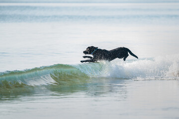 A black dog jumping over the ocean waves