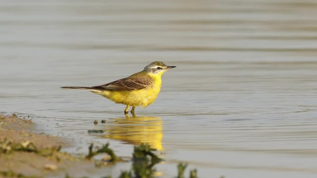 close up shot of western yellow wagtail or Motacilla flava bathing or splashing in puddle water at keoladeo national park or bharatpur bird sanctuary rajasthan india