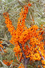 Sea buckthorn branch with ripe orange berries close up
