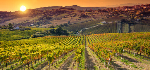 Vineyard on hils in countryside, agricultural landscape