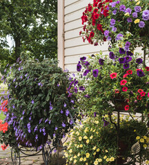 flower pots with different colored flowers in stands, flower arrangement