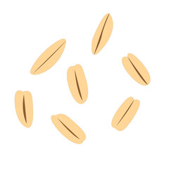 Oat vector isolated on white background.
