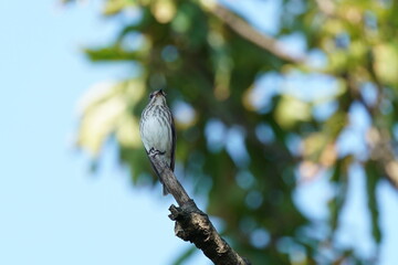 grey streaked flycatcher on the branch