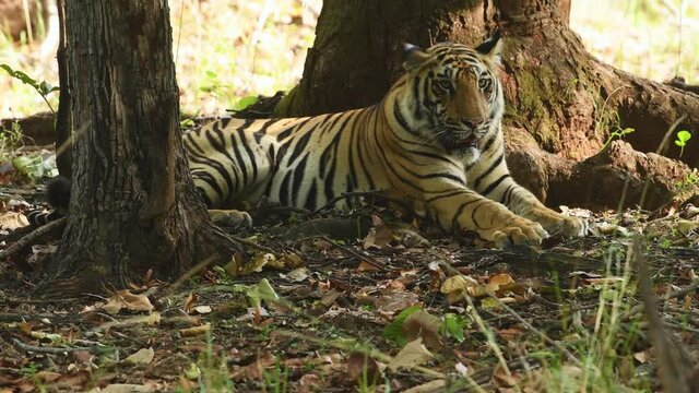close up shot of Wild male royal bengal tiger with eye contact at bandhavgarh national park or tiger reserve madhya pradesh india - panthera tigris tigris