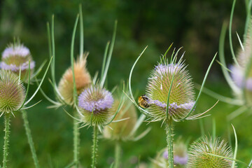 Close-up of a bee feeding on a thistle flower