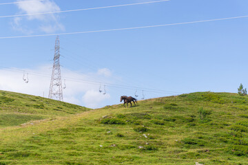 Horse running down a mountain side in a snowless sky station in summer