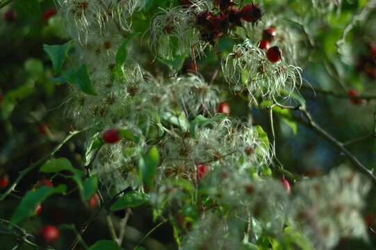 Hage Bilder Durchsuchen 4,954 Archivfotos, und Videos