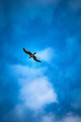 Möwe flug