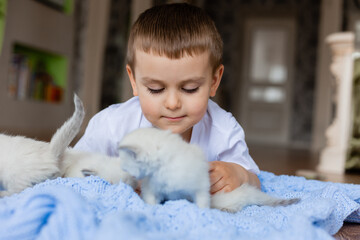 little boy is lying on a blue knitted blanket with white fluffy kittens. British shorthair kittens of silver color. Siberian nevsky masquerade cat color point. space for text. High quality photo