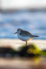 Sanderling (Calidris alba) in environment, Devon, England, Europe