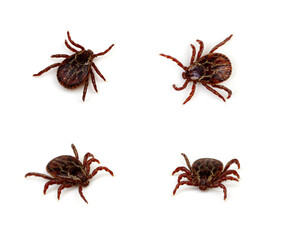 Tick isolated on white background